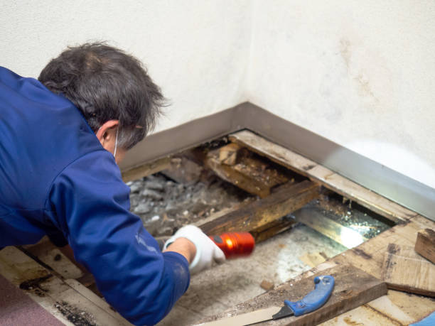 Best Attic Mold Removal  in Laupahoehoe, HI