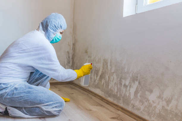 Best Mold Removal Process  in Laupahoehoe, HI