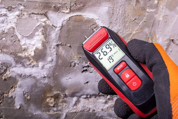 Best Mold Damage Repair  in Laupahoehoe, HI