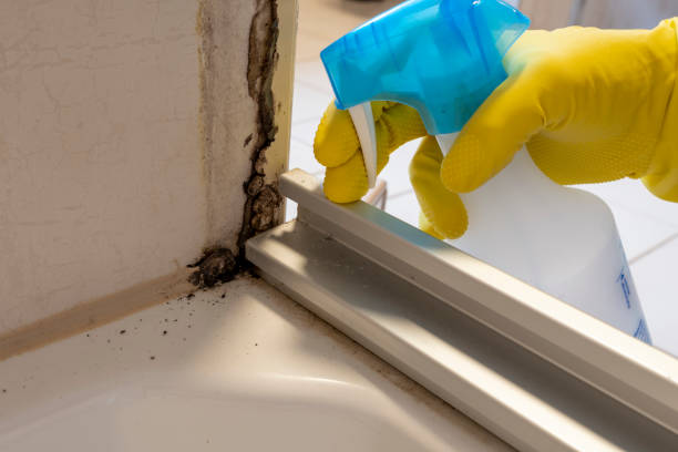 Best Same-Day Mold Removal  in Laupahoehoe, HI