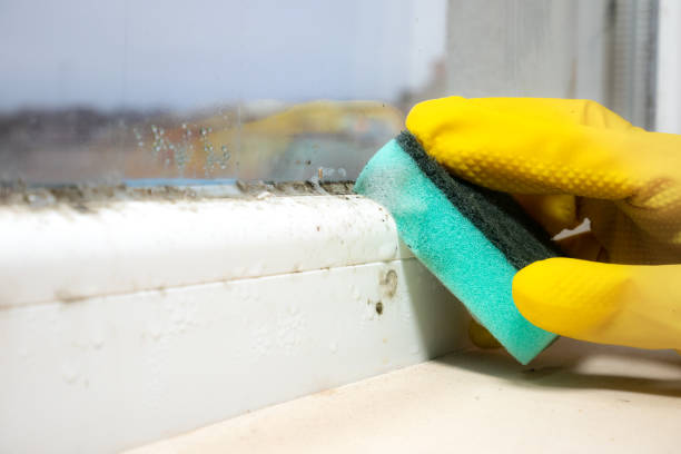 Best Mold Cleaning Services  in Laupahoehoe, HI