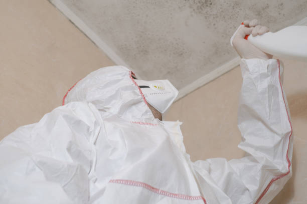 Best Affordable Mold Removal  in Laupahoehoe, HI