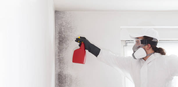 Professional Mold Removal in Laupahoehoe, HI