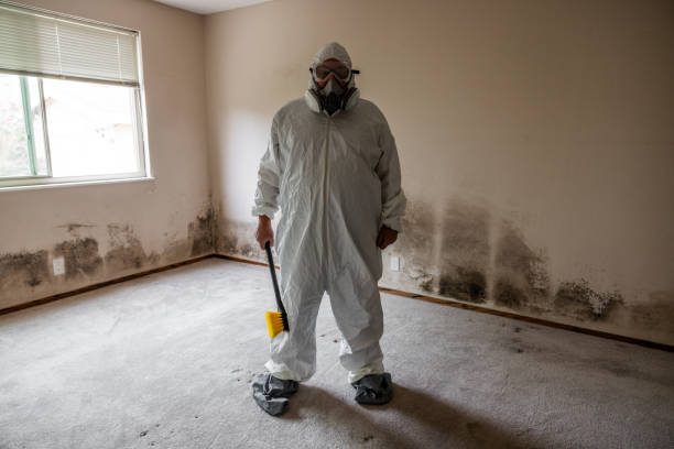 Best Office Mold Removal Services  in Laupahoehoe, HI