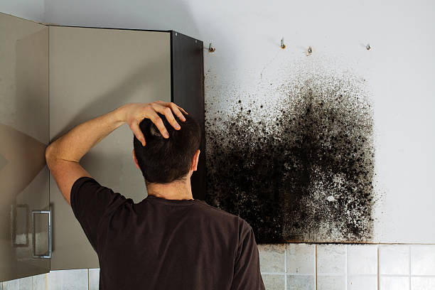 Best Commercial Mold Removal  in Laupahoehoe, HI