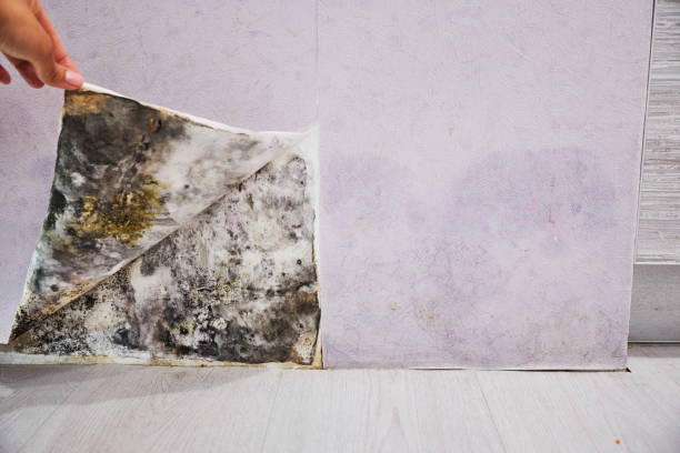 Best Certified Mold Removal  in Laupahoehoe, HI